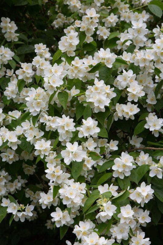 Whispering Forest Path workshop space where corporate flower arrangements are designed and prepared for business delivery